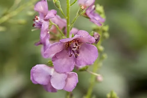 Purpur-Königskerze 'Violetta' im 9x9 cm Topf - Elegante Blütenstaude mit aufrechten, violetten Blütenständen, ideal für sonnige Beete und als Kübelpflanze. Pflegeleicht und langlebig, bringt sie Farbe und Struktur in jeden Garten.
