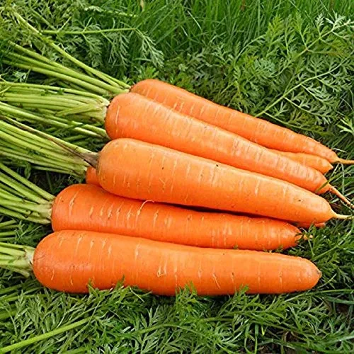 Stk - 20x Dicke F1 Jupiter Karotten Riesen Möhren Gemüse Samen A130 - Seeds & Plants Shop by Ipsa