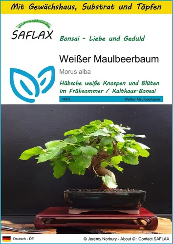 SAFLAX Blumensamen SAFLAX - Anzuchtset - Weißer Maulbeerbaum