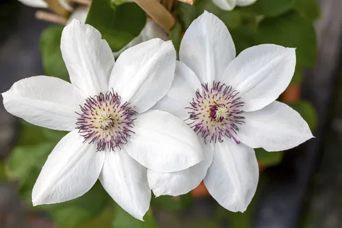 Clematis Hybride Miss Bateman Weiß 100–150 cm – Edle Waldrebe für stilvolle Gärten - Die Clematis x hybrida Miss Bateman begeistert mit schneeweißen Blüten und kompakter Wuchshöhe. Ideal für Balkone und Terrassen, sorgt sie für elegante Akzente an Rankgerüsten und in Kübeln.
