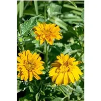 Heliopsis Scabra Sonnenauge Gen Ca 11x11 cm Topf