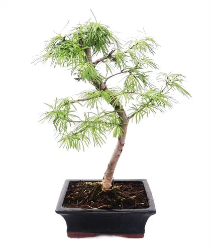 Exotenherz Outdoor-Bonsai Goldlärche 20cm