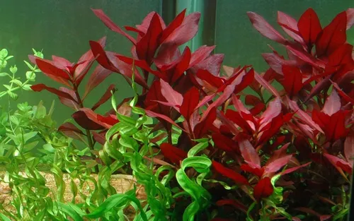Aquaone Wasserpflanze Aquarium Pflanze Ludwigia repens 'Rubin' Tropica Nr.033D