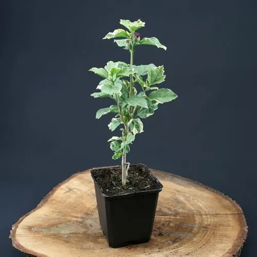 Stück Hibiscus Purpureus Variegatus von INTRAGARTEN | purpurfarbener Sommerblüher | winterharter Garteneibisch violette Blüten im Topf 1