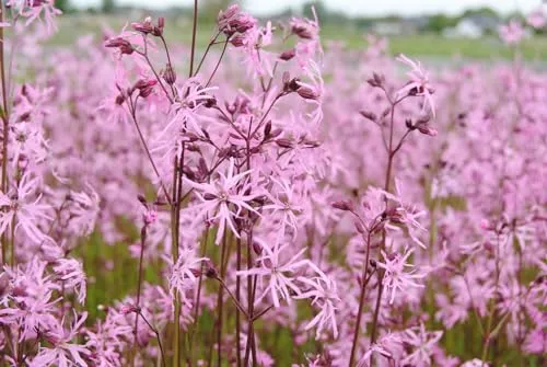 Kuckuckslichtnelke (Lychnis flos-cuculi) rosa im 9x9 cm Topf - Die Kuckuckslichtnelke begeistert mit zarten, gefransten Blüten in leuchtendem Rosé. Ideal für naturnahe Gärten und als Kübelpflanze, bringt sie lebendige Akzente in Ihr Beet.