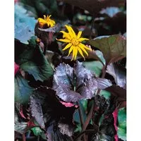 Ligularia Dentata Dunkellaubig Ca. 11x11 cm Topf