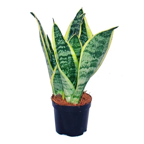 Sansevieria trifasciata