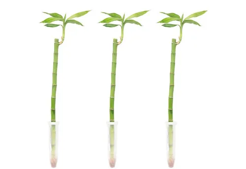 3er-Set Glücksbambus gerade - Höhe ca. 50 cm - Dekorative Pflanzen für Ihr Zuhause, die mit geringem Wasserbedarf und leichtem Licht auskommen. Ideal für eine harmonische Raumgestaltung.