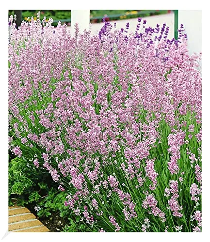 BALDUR Garten Duft-Lavendel 'Rosa' echter Lavendel, 3 Pflanzen Lavandula angustifolia Duftlavendel, winterharte Staude, trockenresistent, mehrjährig, bienenfreundlich und schmetterlingsfreundlich