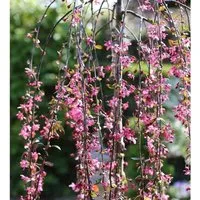 Produktbild Hochstamm Zierapfel Royal Beauty 100-125cm