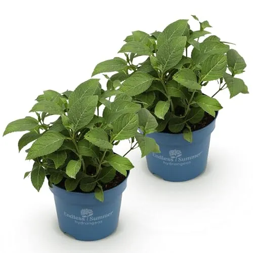 Green boutiQ in blau von Green boutiQ