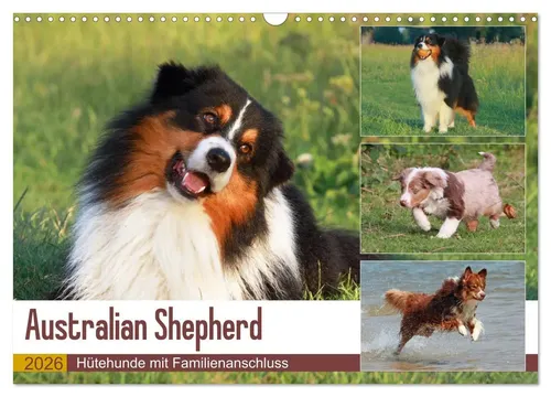 Australian Shepherd - Hütehunde mit Familienanschluss (Wandkalender 2026) - DIN A3 quer Wandkalender mit 13 beeindruckenden Bildern des Australian Shepherd, perfekt für Hundeliebhaber und als Geschenk.