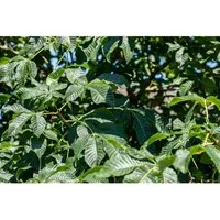 Aesculus Parviflora Strauchkastanie 40–60 cm – Eleganter Blütenstrauch für schattige Gärten - Die Strauchkastanie Aesculus parviflora verzaubert mit weißen Blütenrispen und attraktivem Laub. Ideal für halbschattige bis schattige Bereiche, bietet sie eine stilvolle Struktur und ist pflegeleicht.