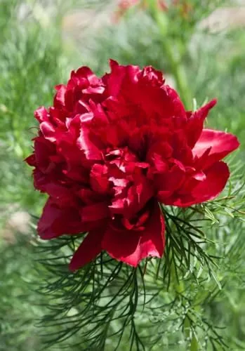Paeonia tenuifolia - Feinblättrige Pfingstrose mit leuchtend roten Blüten - Blumensamen & -pflanzen: Attraktive, pflegeleichte Pflanze mit tiefroten Blüten, die Bienen anzieht. Ideal für sonnige Gärten und winterhart bis -20 °C.
