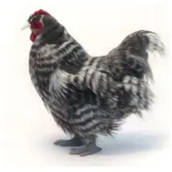 Hansa Toy 6479 Huhn grau 30 cm von Hansa