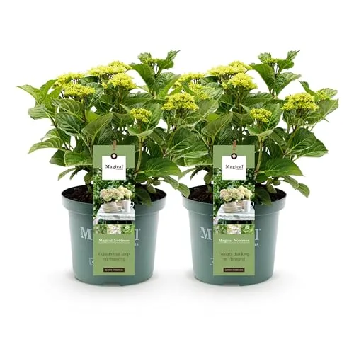 Green boutiQ - Balkonpflanze - Hortensie - Hydrangea Magical Nobless - Weiß - 6-10 Blumen - 2 Pflanzen - Topf 23cm Höhe 55cm