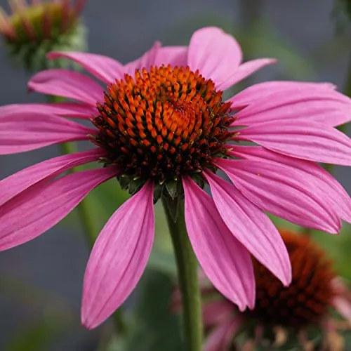 Blumixx Stauden Echinacea purpurea 'Magnus' – Roter Sonnenhut, winterhart & bienenfreundlich, purpurrosa Blüten, mehrjährig, im 0,5L Topf, ideal für Beet & Garten