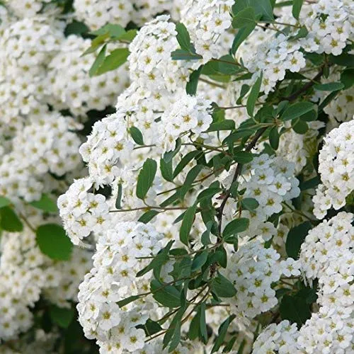 Prachtspiere Spiraea vanhouttei