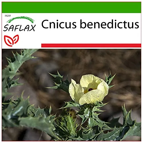 SAFLAX - Heilpflanzen - Benediktenkraut - 50 Samen - Mit keimfreiem Anzuchtsubstrat - Cnicus benedictus