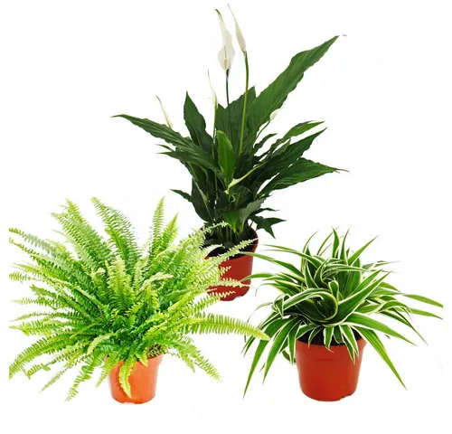 Exotenherz Zimmerpflanzen-Trio - Luftreiniger - Entdecken Sie das Pflanzen-Trio mit Nephrolepis, Spathiphyllum und Chlorophytum. Ideal zur Verbesserung des Raumklimas und als dekorativer Blickfang für Ihr Zuhause.