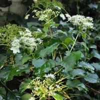 Kletterhortensie 'Petiolaris' Hydrangea anomala 30 bis 40 cm im Container Kletterpflanze