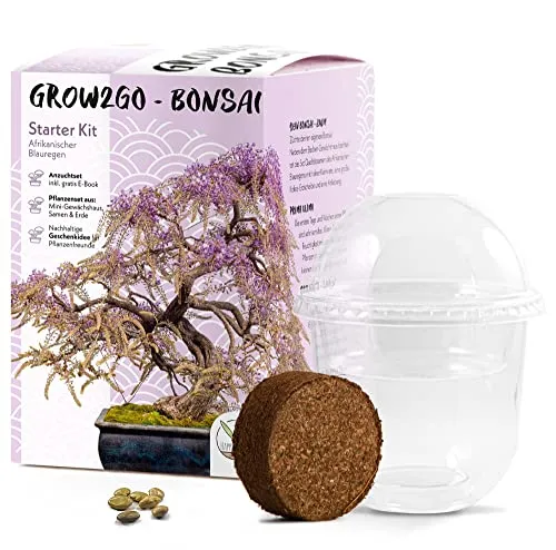GROW2GO Bonsai Starter Kit Anzuchtset - Pflanzset aus Mini-Gewächshaus, Samen & Erde - nachhaltige Geschenkidee für Pflanzenfreunde (Afrikanischer Blauregen)