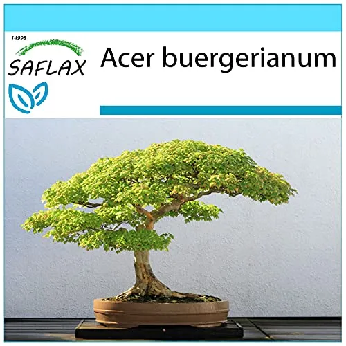 SAFLAX - Geschenk Set - Bonsai - Dreispitzahorn - 30 Samen - Mit Geschenk- / Versandbox, Versandaufkleber, Geschenkkarte und Anzuchtsubstrat - Acer buergerianum