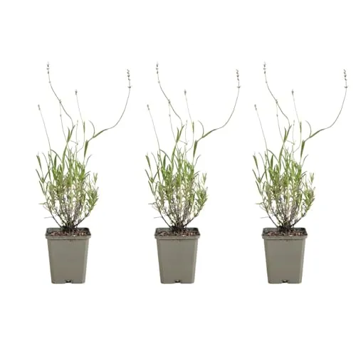 Bloomique in lila von Bloomique