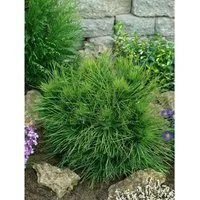 Pinus Nigra Spielberg Schwarzföhre 25–30 cm