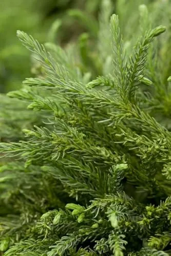 Cryptomeria japonica 'Dinger' 15–20 cm – Immergrün, Winterhart, Pflegeleicht – Japanische Sicheltanne – Zwergkonifere für Kübel & Steingarten