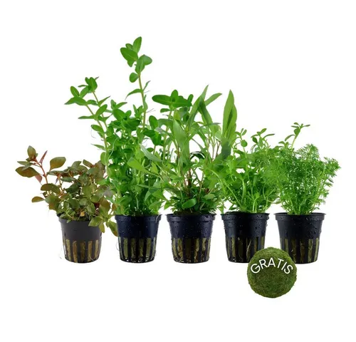 Aquaone Wasserpflanze Pflanzen Set mit 5 Anti Algen Wasserpflanzen + Mooskugel Gratis Nr.110 - Wasserpflanzen Set mit 5 volldurchwurzelten Pflanzen und gratis Mooskugel, ideal zur Bekämpfung von Algen und zur Verbesserung der Wasserqualität.