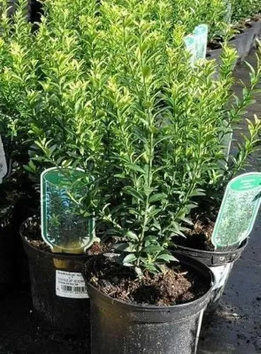 12x Euonymus jap. Microphyllus-Kleinblättriger Japanischer Spindelstrauch-To 9x9