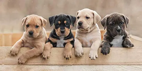 Jerry Fabrics Hundewelpen Duschtuch Handtuch Badetuch 70 x 140 cm 2020