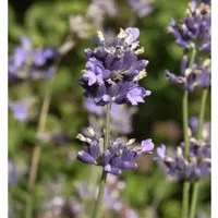 Produktbild Breitblättriger Lavendel - Lavandula,atifolia