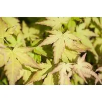 Acer palmatum Katsura - Japanischer Fächerahorn - Ziergehölz mit farbenfrohem Laub: Im Frühjahr leuchtend gelb-orange, im Sommer frischgrün und im Herbst brillant rot. Ideal für kleine Gärten und Kübelpflanzungen, bringt asiatische Akzente in jeden Außenbereich.