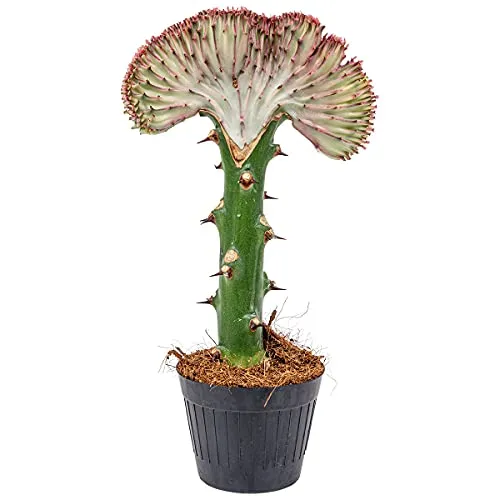 Euphorbia lactea 'Cristata' Kaktus - Einzigartige Zimmerpflanze - Kakteen - Mehrjährig und pflegeleicht, mit einem einzigartigen gewellten Kamm und ideal für Sonnenplätze.