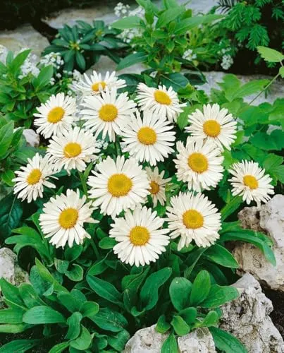 Aster alpinus 'Weiße Schöne' 9x9 cm Topf – Winterhart, Mehrjährig, Pflegeleicht – Alpenaster – Staude für Steingarten & Beet