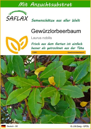 SAFLAX Blumensamen SAFLAX - Samen und Substrat - Gewürzlorbeerbaum