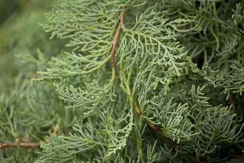 Pflanzen für Dich Konifere Juniperus virgin. Grey Owl - Silbrig-grauer Wacholder - Robuste Konifere für sonnige Standorte, ideal für trockene Gärten. Wuchsform: buschig und breit, perfekt für die Gestaltung von Hecken oder Sichtschutz.