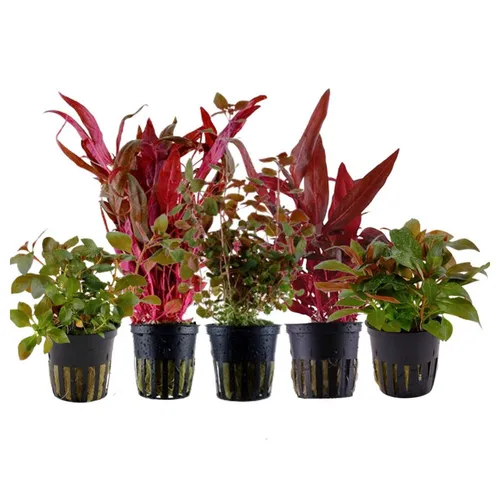 Aquaone Wasserpflanze Pflanzen Set mit 5 schönen roten Wasserpflanzen Nr.101