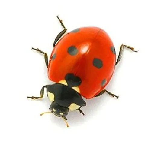 Akachafactory Autocollant Sticker Voiture Moto Deco Animal animaux coccinelle insecte Enfant