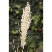 Pflanzen für Dich Gräser Cortaderia selloana Comet - Kompaktes Pampasgras - Ziergras für stilvolle Gärten, mit eleganten silbrig-weißen Blütenrispen und pflegeleichtem Wuchs, ideal für Terrassen und Vorgärten.