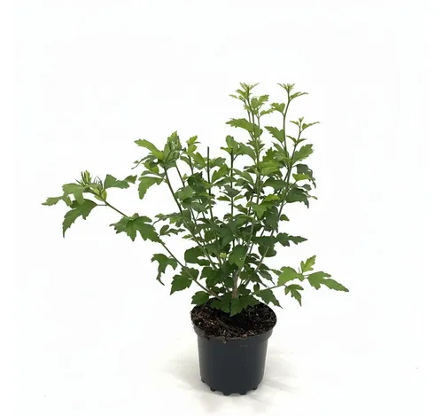 Hibiscus syriacus Woodbridge