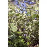 Brunnera Macrophylla Hadspen Cream Kaukasusvergissmeinnicht Ca. 11x11 cm Topf