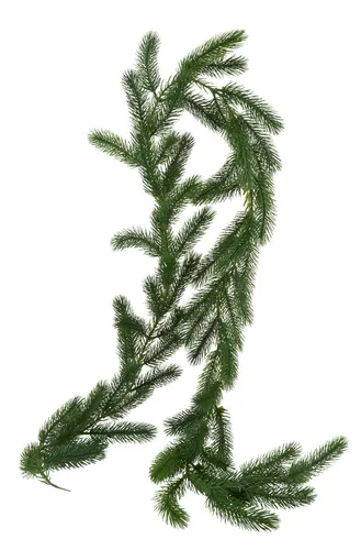 Edeltannengirlande Eitra in grün von VBS