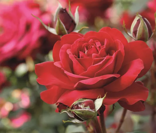 Dehner Edelrose Störtebeker®, 15-30 cm, rote Blüten, gefüllt und duftend - Die Edelrose Störtebeker® begeistert mit leuchtend roten, gefüllten Blüten und einem herrlichen Duft. Ideal für sonnige Gärten und als Blickfang in Beeten, blüht sie von Juni bis September und bereichert jeden Garten.