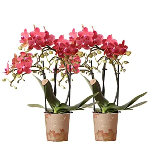Kolibri Orchideen - COMBI DEAL mit 2 roten Phalaenopsis Orchideen - Blumen & künstliche Pflanzen, Frisch und pflegeleicht, ideal für ein blühendes Zuhause oder als Geschenk.