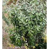 Produktbild Wintergrüne Ölweide 60-80cm - Elaeagnus ebbingei