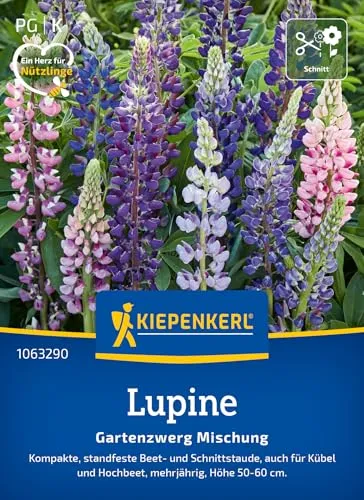 Kiepenkerl Lupinensamen Gartenzwerg Mischung 1063290 - kompakte, standfeste Beet- und Schnittstaude für Kübel und Beete - Pflanzensamen, Blumenmischung, Saatgut