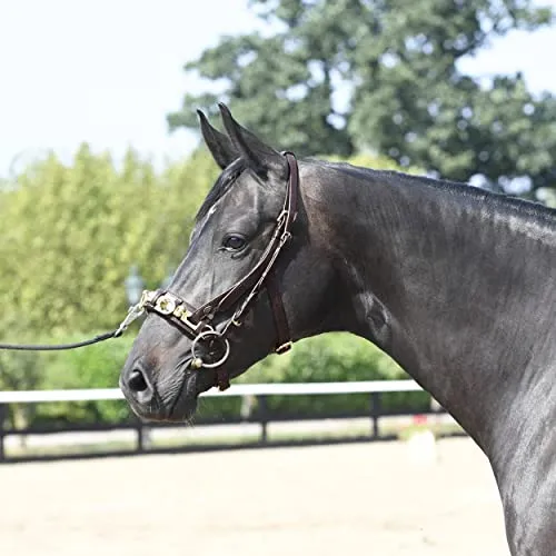 Kappzaum PROFESSIONAL